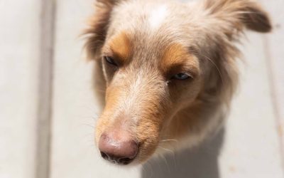 Premio Ignacio Cruz 2023