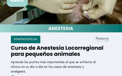 Curso de Anestesia Locorregional para pequeños animales