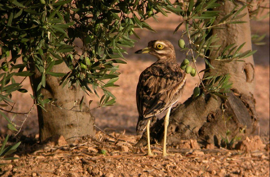 En el congreso de Granada tuvimos la presencia de Olivares Vivos