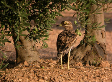 En el congreso de Granada tuvimos la presencia de Olivares Vivos